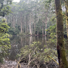 Jo Taylor - Macedon Ranges Walking Track