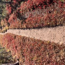Allison H Powell - Tahoe Yosemite Trail (CA)