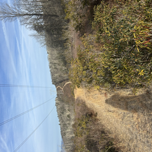 Meg Landymore - Michaux State Forest AT (PA)