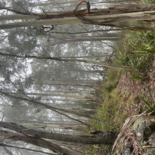 Jo Taylor - Macedon Ranges Walking Track