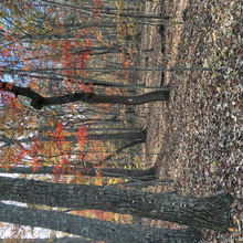 Allison H Powell - Uwharrie Trail (NC)