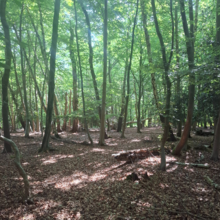 Jase Kuusisto - Epping Forest Centenary Walk (United Kingdom)