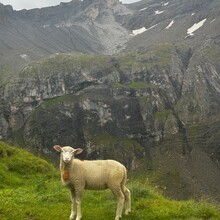 Elena Fernández López - Via Alpina (Switzerland)