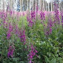 Andy Wiencek - StauSeeSteig