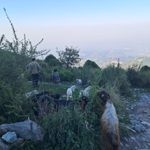 Nakul Butta - McLeodganj - Triund Loop