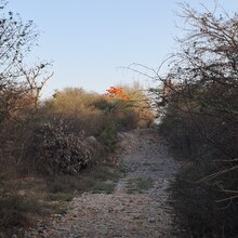 Nakul Butta - The Nilgai Forest Trail | CapitalTrails RC