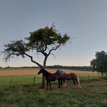 Paulina Zack - AhrSteig (Germany)