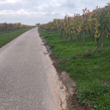 Maximilian Schwarz - Fränkischer Rotwein-Wanderweg