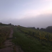 Maximilian Schwarz - Fränkischer Rotwein-Wanderweg