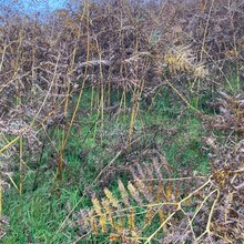 Ishmael Burdeau - Gritstone 100 (United Kingdom)