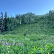 Jazmine Lowther - Teton Crest Trail (WY)