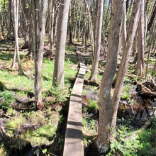 Stephen Sensoli - High Country Pathway (MI)