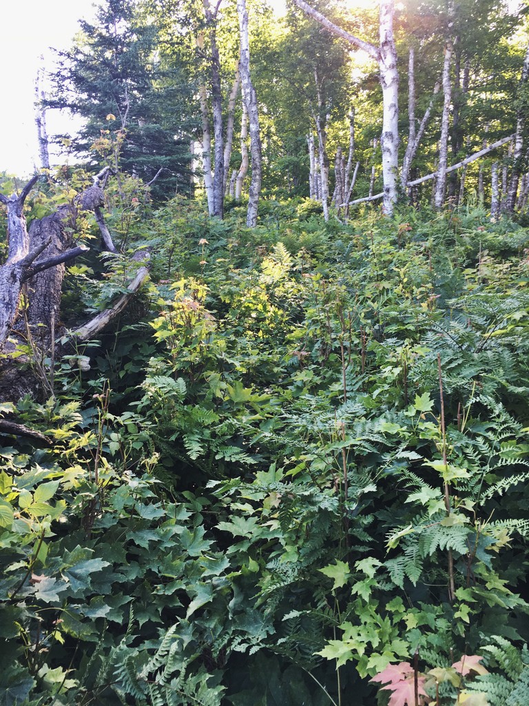 Minong Ridge Trail (MI) Fastest Known Time