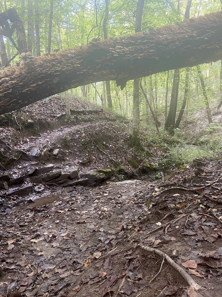 John B Scott Trail (AL) | Fastest Known Time