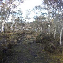 Jordan Bang / Tasmanian Trail