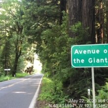 Avenue of the Giants, photo by Justin Watkins