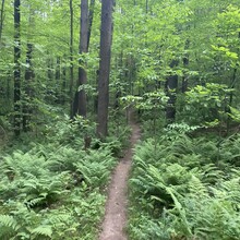 Stephen England  / Mohican Mountain Bike Trail (OH) FKT